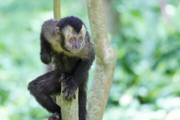The black capuchin (Sapajus nigritus), also known as the black-horned capuchin, is a capuchin monkey from the Atlantic Forest in south-eastern Brazil and far north-eastern Argentina.
