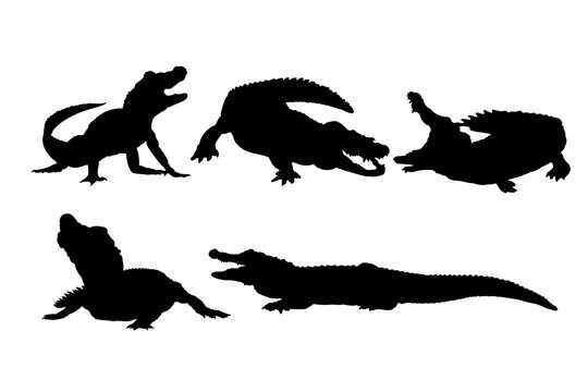 set of silhouettes of crocodile vector design