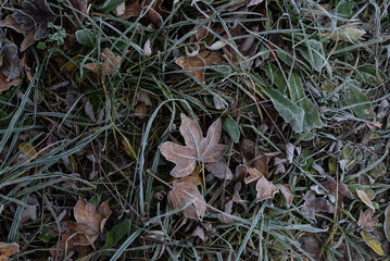 Frozen leaves in the grass - winter scene
