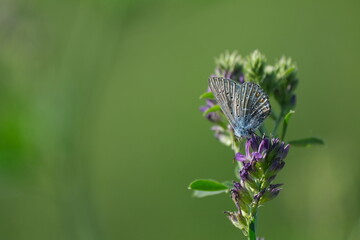 Tiny butterfly on a blooming purple flower