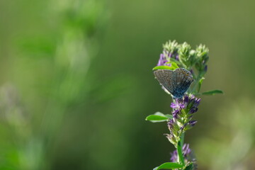 Tiny butterfly on a blooming purple flower