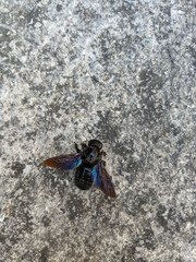 .Violet carpenter bee on asphalt top view