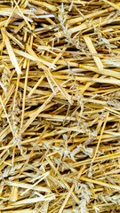 straw texture. dry stalks of wheat. Vertical image.