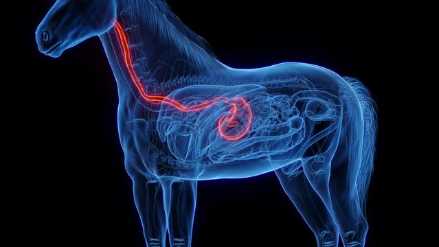 3D medical animation of a horse's stomach and esophagus