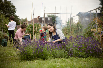 Happy woman gardening at lavender plant in garden