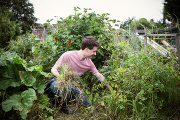 Man pulling weeds in vegetable garden