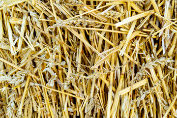 straw texture. dry stalks of wheat. Horizontal image.