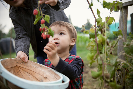 Cute, curious boy looking up at raspberries on branch