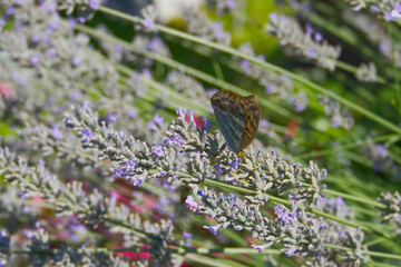 Silver-washed Fritillary butterfly (Argynnis paphia) sitting on lavender in Zurich, Switzerland