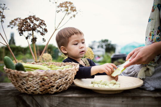 Toddler boy shelling butter beans in garden