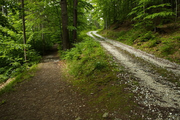 Fototapeta na wymiar Hiking track in Rychlebske Hory in High Ash Mountains at Javorník,Javornik District,Czech Republic,Europe 