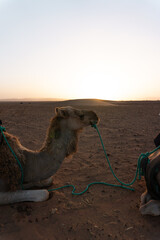 Camel in the desert at golden hour, Sahara desert animals, wildlife, nature