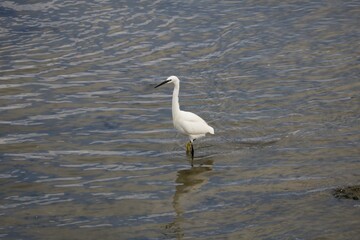 Aigrette