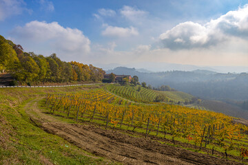 View of vineyards in autumn in Piedmont, Italy - obrazy, fototapety, plakaty