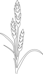 Wheat ear grain. Minimalistic line art. Continuous one line drawing - cereal bakery icon concept. Vector illustration.