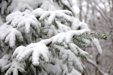 Snow covered fir tree in winter forest. Nature after snowfall, cold weather