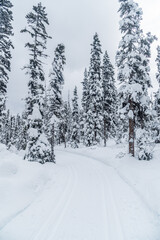 Forest near Lake Louise in Banff Park