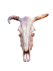 Head skull of bull