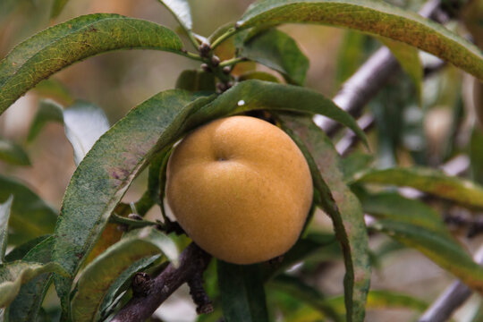 Durazno Melocot&oacute;n &aacute;rbol fruta, macro, zoom