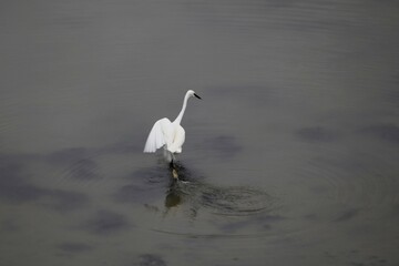 aigrette