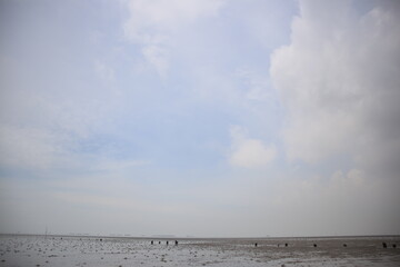 nobody no person on wetlands , beach , mangrove forest area with rain clouds sky background 