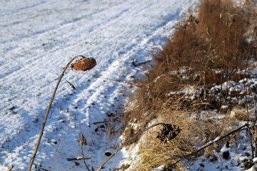 dry grass in the snow