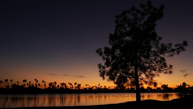 Palm trees and pine silhouettes on sunset ocean beach, California coast, USA. Reflection of purple pink orange sky in calm water of Mission Bay Park, San Diego shore. Sea surface and tropical sundown.