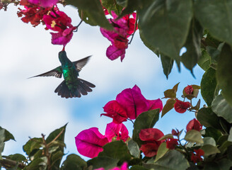 Kolibri Nektar trinkend an einer Bougainvillea