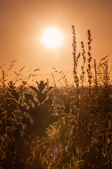 Blumenwiese beim Sonnenuntergang