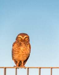 Eule auf einem Zaun sitzend