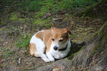 Cute dog in the green grass
