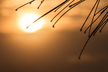 Nadeln eines Nadelbaumes mit Wassertropfen beim Sonnenaufgang