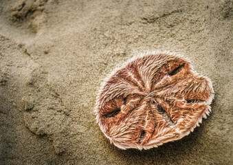 Sanddollar im nassen Sand am Strand