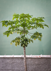 Papayabaum mit Fr&uuml;chten vor einer gr&uuml;nen Hauswand