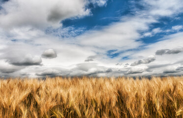 Blauer Himmel mit Wolken und einem Getreidefeld im Vordergrund