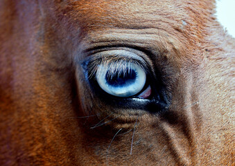 Close-up of the head of a bay horse with blue eyes