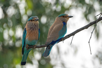 Indian roller pair