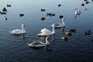 Swans in the winter lake