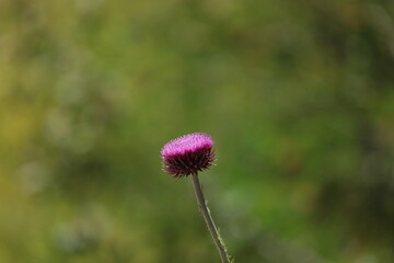 Thistle