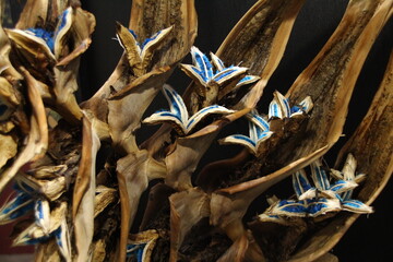 タビビトノキ 青色の種子