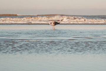 Seagle at the Dutch coast