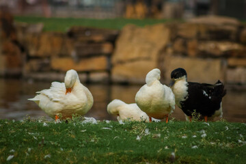 aves migratorias descansando en un parque