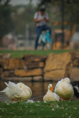aves de corral en una granja