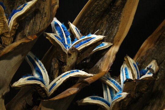 タビビトノキ 青色の種子