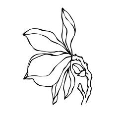 A set of botanical linear sketches of colors and buttons of magnolia. Vector graphics.	