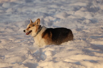 Corgi in snow 