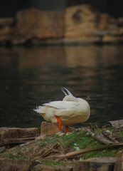 pequeño pato blanco en la orilla del lago