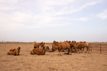 Camels with offspring in the paddock.