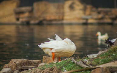 pequeño pato blanco en la orilla del lago