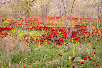 Wild poppy field in spring.